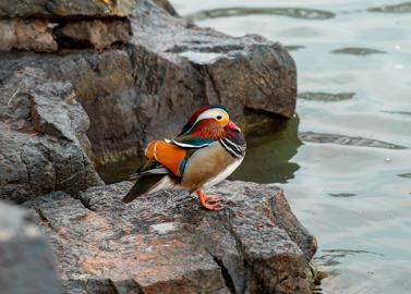 Make: NIKON CORPORATION
Model: NIKON Z 5
DateTimeOriginal: 2025:03:15 18:16:09
ISOSpeedRatings: 2000
LensModel: NIKKOR Z 24-120mm f/4 S
ExposureTime: 0.01
FocalLength: 120.0
FNumber: 4.0
