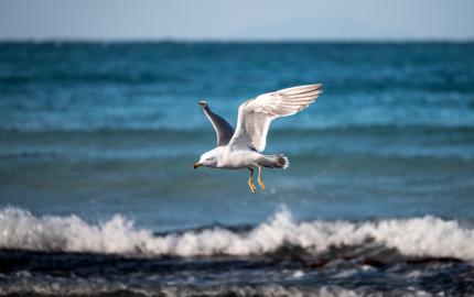 Make: NIKON CORPORATION
Model: NIKON Z 5
DateTimeOriginal: 2025:02:13 17:07:45
ISOSpeedRatings: 720
LensModel: TAMRON 70-300mm F/4.5-6.3 Di III RXD A047Z
ExposureTime: 0.0003125
FocalLength: 300.0
FNumber: 6.3
