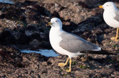 Make: NIKON CORPORATION
Model: NIKON Z 5
DateTimeOriginal: 2025:02:13 17:12:45
ISOSpeedRatings: 640
LensModel: TAMRON 70-300mm F/4.5-6.3 Di III RXD A047Z
ExposureTime: 0.0005
FocalLength: 300.0
FNumber: 8.0
