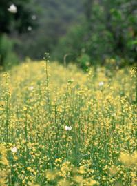 Make: NIKON CORPORATION
Model: NIKON Z 5
DateTimeOriginal: 2025:06:28 12:46:54
ISOSpeedRatings: 125
LensModel: NIKKOR Z 24-120mm f/4 S
ExposureTime: 0.001
FocalLength: 120.0
FNumber: 4.0
