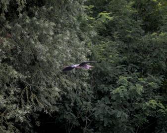 Make: NIKON CORPORATION
Model: NIKON Z 5
DateTimeOriginal: 2025:07:31 12:52:28
ISOSpeedRatings: 12800
LensModel: TAMRON 70-300mm F/4.5-6.3 Di III RXD A047Z
ExposureTime: 0.0003125
FocalLength: 300.0
FNumber: 6.3
