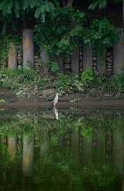 Make: NIKON CORPORATION
Model: NIKON Z 5
DateTimeOriginal: 2025:07:31 12:45:42
ISOSpeedRatings: 2800
LensModel: TAMRON 70-300mm F/4.5-6.3 Di III RXD A047Z
ExposureTime: 0.003125
FocalLength: 300.0
FNumber: 6.3
