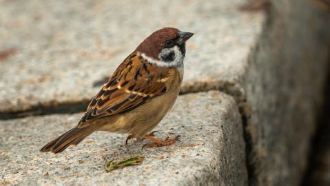 Make: NIKON CORPORATION
Model: NIKON Z 5
DateTimeOriginal: 2025:10:06 11:39:31
ISOSpeedRatings: 220
LensModel: NIKKOR Z 24-120mm f/4 S
ExposureTime: 0.0015625
FocalLength: 115.0
FNumber: 4.0