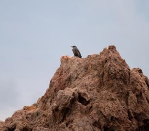 Make: NIKON CORPORATION
Model: NIKON Z 5
DateTimeOriginal: 2025:10:02 16:38:05
ISOSpeedRatings: 640
LensModel: NIKKOR Z 24-120mm f/4 S
ExposureTime: 0.00125
FocalLength: 120.0
FNumber: 4.0
