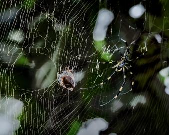 Make: NIKON CORPORATION
Model: NIKON Z 5
DateTimeOriginal: 2025:10:04 10:50:11
ISOSpeedRatings: 500
LensModel: NIKKOR Z 24-120mm f/4 S
ExposureTime: 0.0025
FocalLength: 120.0
FNumber: 8.0
