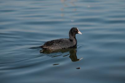 Make: NIKON CORPORATION
Model: NIKON Z 5
DateTimeOriginal: 2026:01:09 16:30:26
ISOSpeedRatings: 400
LensModel: NIKKOR Z 24-120mm f/4 S
ExposureTime: 0.00025
FocalLength: 120.0
FNumber: 4.0
