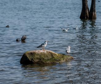 Make: NIKON CORPORATION
Model: NIKON Z 5
DateTimeOriginal: 2026:01:09 14:04:47
ISOSpeedRatings: 125
LensModel: NIKKOR Z 24-120mm f/4 S
ExposureTime: 0.001
FocalLength: 120.0
FNumber: 5.0
